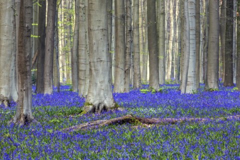 Blue flowering bluebells