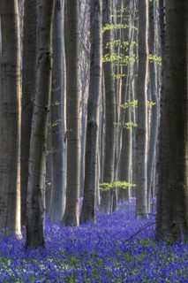 Blue flowering bluebells