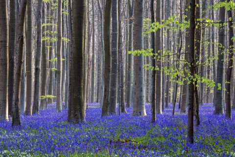 Blue flowering bluebells
