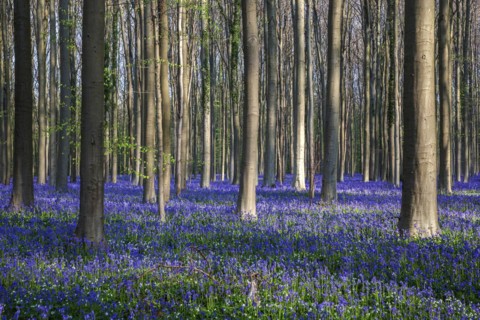 Blue flowering bluebells