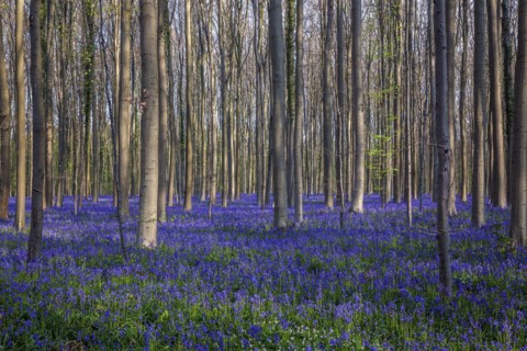 Blue flowering bluebells