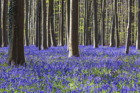 Blue flowering bluebells