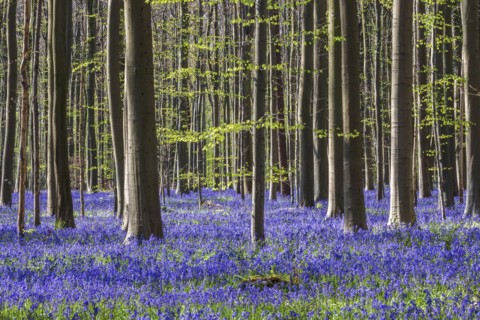 Blue flowering bluebells