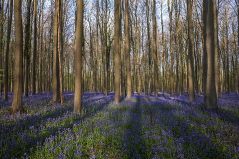 Building flowering bluebells