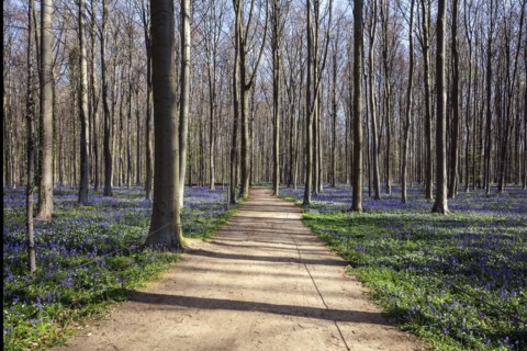 Path through copper beech
