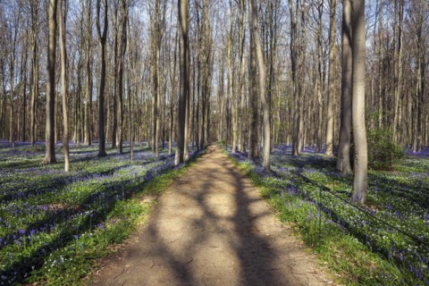 Path through red beech