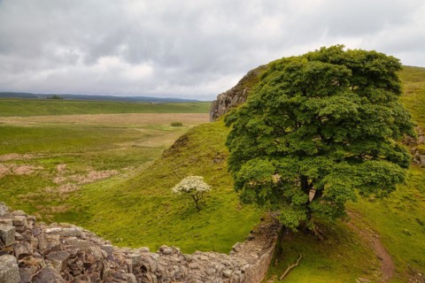 Sycamore Gap