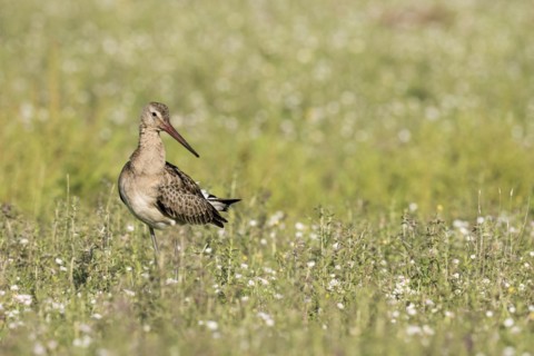 In a meadow