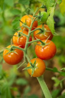 Close-up of a bunch of fresh cherry tomatoes on a branch