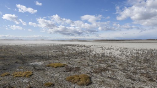 Heavily dried-up Zicksee