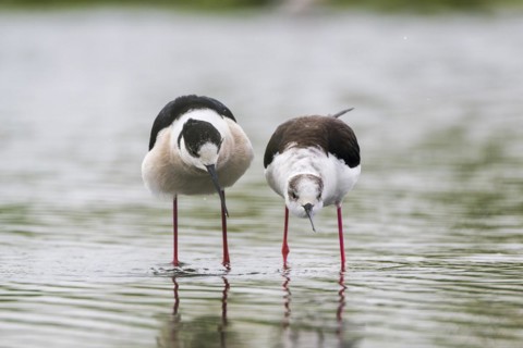 Black-winged Stilt