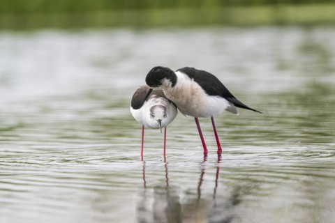 Black-winged Stilt