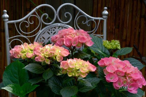 Flowering hydrangea
