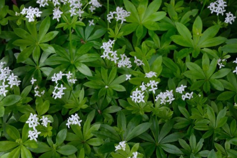 Flowering woodruff