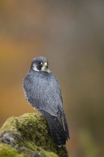 Peregrine falcon