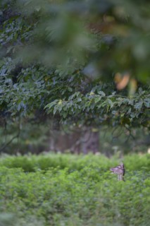 Fallow deer