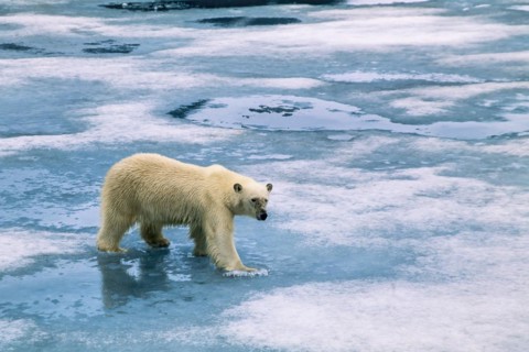 Polar bear
