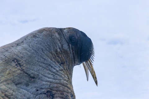 Close up at a Walrus