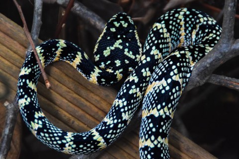 Female Tropidolaemus wagleri