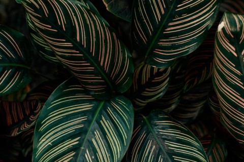 Close up of Calathea Ornata or Sanderiana Evergreen