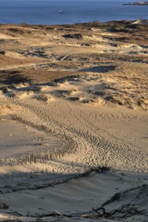 Early spring nature of nordic dunes