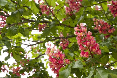 Red-flowered horse chestnut