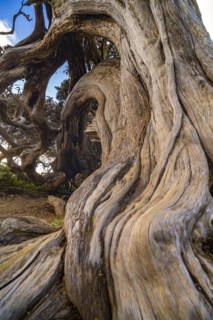 Juniper tree Sabina shaped by the wind near El Sabinar