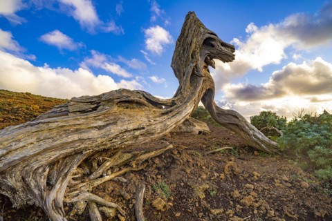 Juniper tree Sabina shaped by the wind near El Sabinar