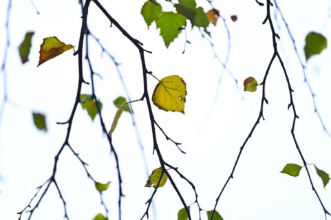 Birch