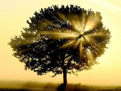 English oak