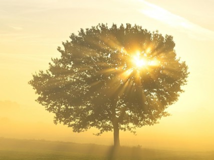 English oak