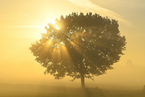 English oak