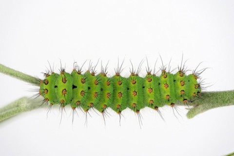Caterpillar of the small night peacock