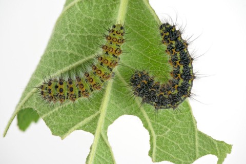 Two caterpillars of the small night peacock