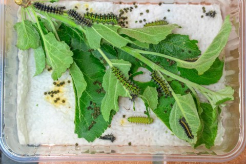 Breeding of caterpillars of the small night peacock