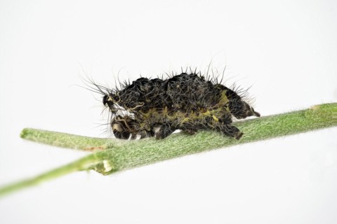 Caterpillar skin of the small night peacock