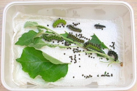 Breeding of caterpillars of the small night peacock
