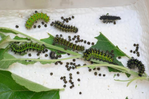 Breeding of caterpillars of the small night peacock