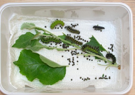 Breeding of caterpillars of the small night peacock