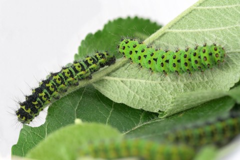 Two caterpillars of the small night peacock