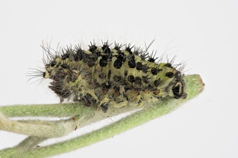 Caterpillar skin of the small night peacock