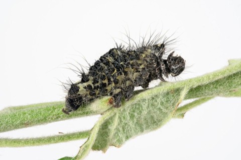 Caterpillar skin of the small night peacock
