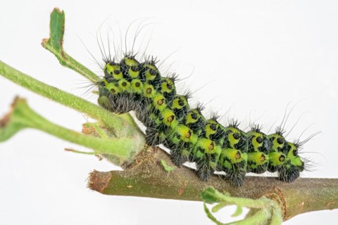 Caterpillar of the small night peacock