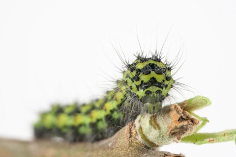 Caterpillar of the small night peacock