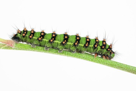Caterpillar of the small night peacock