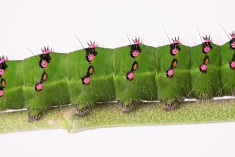Caterpillar of the small night peacock