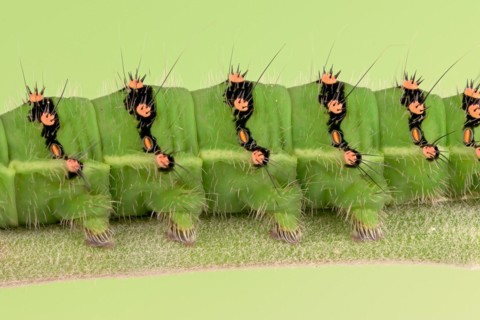 Caterpillar of the small night peacock