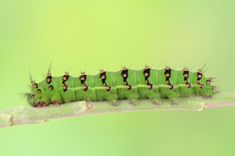 Caterpillar of the small night peacock