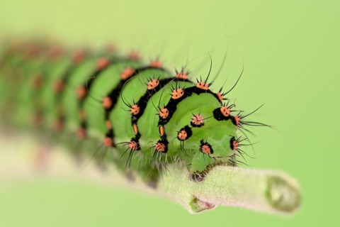 Caterpillar of the small night peacock