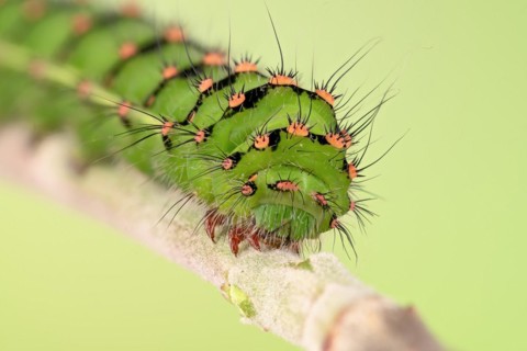 Caterpillar of the small night peacock
